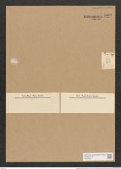 Campylodiscus nanus Schum. (de-Toni-Nr.: Genus 57, Species 2525) Zeichnungen Sammlung Grunow Nr. 5033 (NHMW-BOT-W0373291)